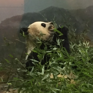 Mei Xiang (or possibly Tian Tian) at the National Zoological Park. Photo by Avery Carter