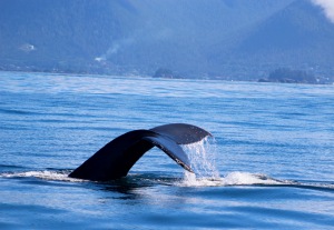 Whale tail in Sitka, Alaska.